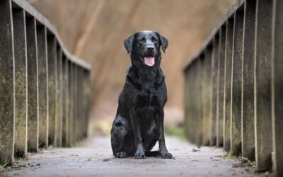 Alt, du bør vide om Labrador